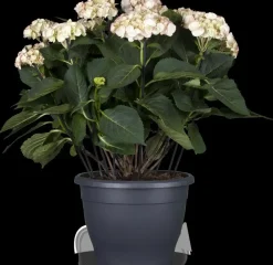 Hydrangea macrophylla (Hortensia)