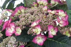 Hydrangea macrophylla (Hortensia)