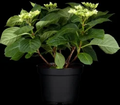 Hydrangea macrophylla (Hortensia)