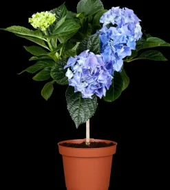 Hydrangea macrophylla (Hortensia)