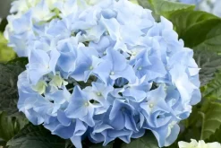 Hydrangea macrophylla (Hortensia)