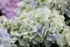Hydrangea macrophylla (Hortensia)