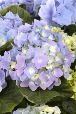 Hydrangea macrophylla (Hortensia)