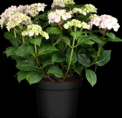 Hydrangea macrophylla (Hortensia)