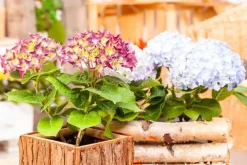 Hydrangea macrophylla (Hortensia)
