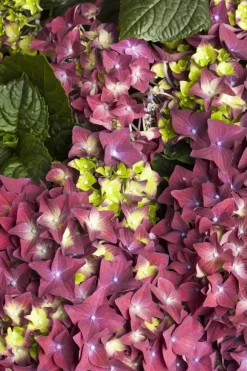 Hydrangea macrophylla (Hortensia)