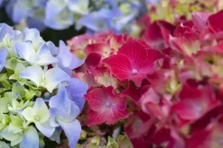 Hydrangea macrophylla (Hortensia)