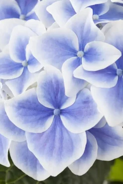 Hydrangea macrophylla (Hortensia)