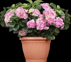 Hydrangea macrophylla (Hortensia)