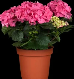 Hydrangea macrophylla (Hortensia)