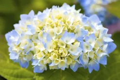 Hydrangea macrophylla (Hortensia)