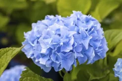 Hydrangea macrophylla (Hortensia)