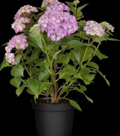 Hydrangea macrophylla (Hortensia)