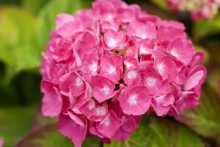 Hydrangea macrophylla (Hortensia)