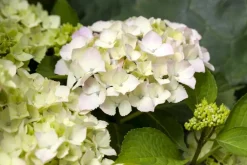 Hydrangea macrophylla (Hortensia)