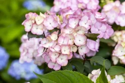 Hydrangea macrophylla (Hortensia)