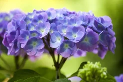 Hydrangea macrophylla (Hortensia)