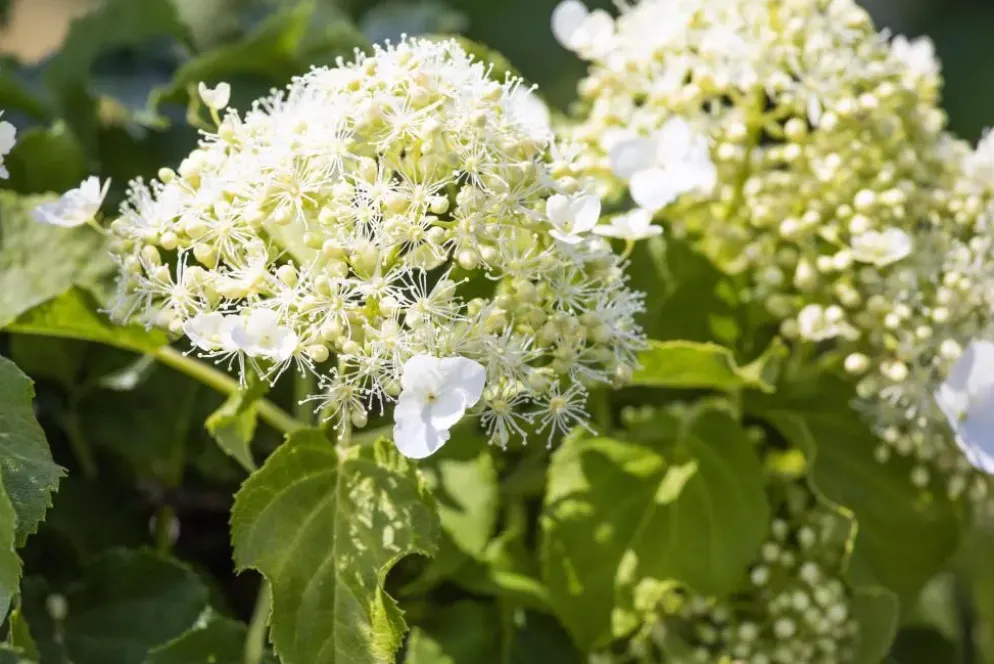 Hydrangea petiolaris (Hortensia)