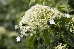 Hydrangea petiolaris (Hortensia)