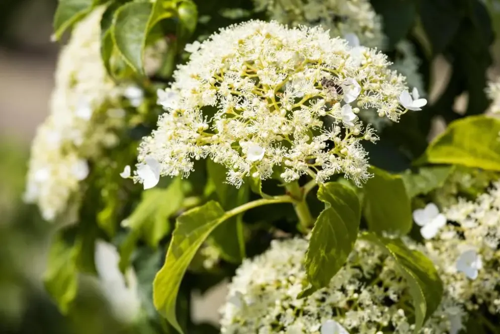 Hydrangea petiolaris (Hortensia)
