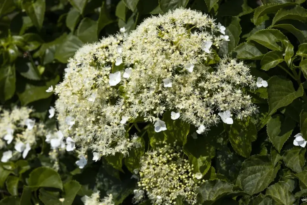 Hydrangea petiolaris (Hortensia)