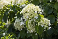 Hydrangea petiolaris (Hortensia)