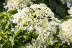 Hydrangea petiolaris (Hortensia)