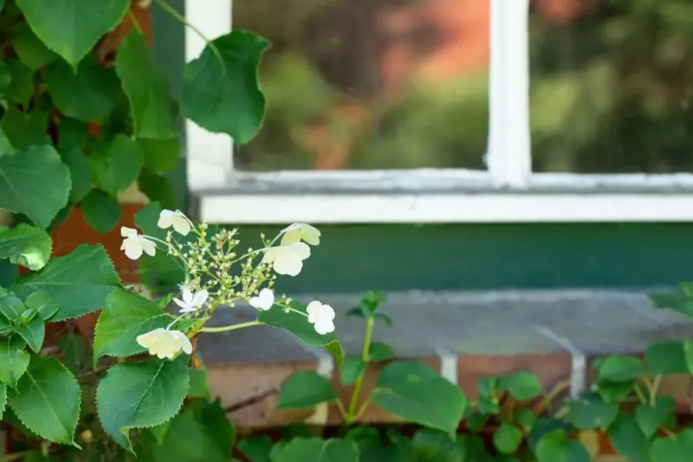 Hydrangea petiolaris (Hortensia)