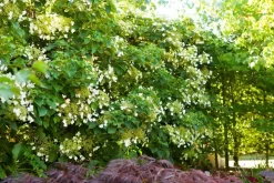 Hydrangea petiolaris (Hortensia)