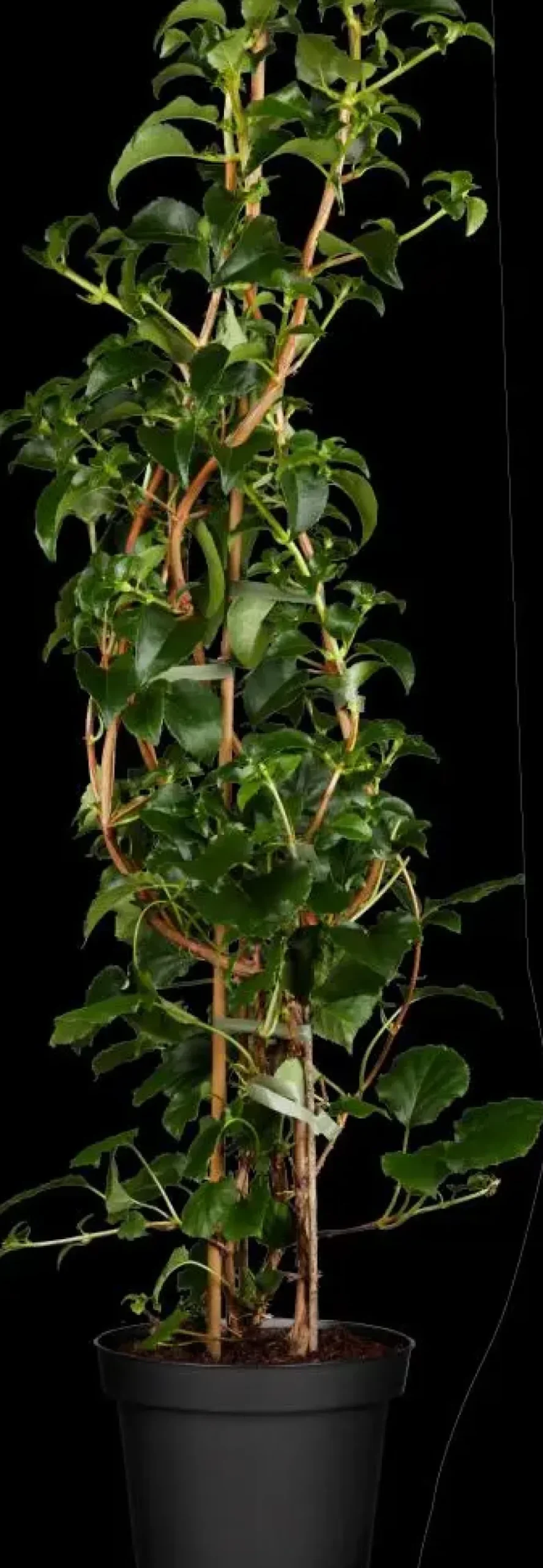Hydrangea petiolaris (Hortensia)