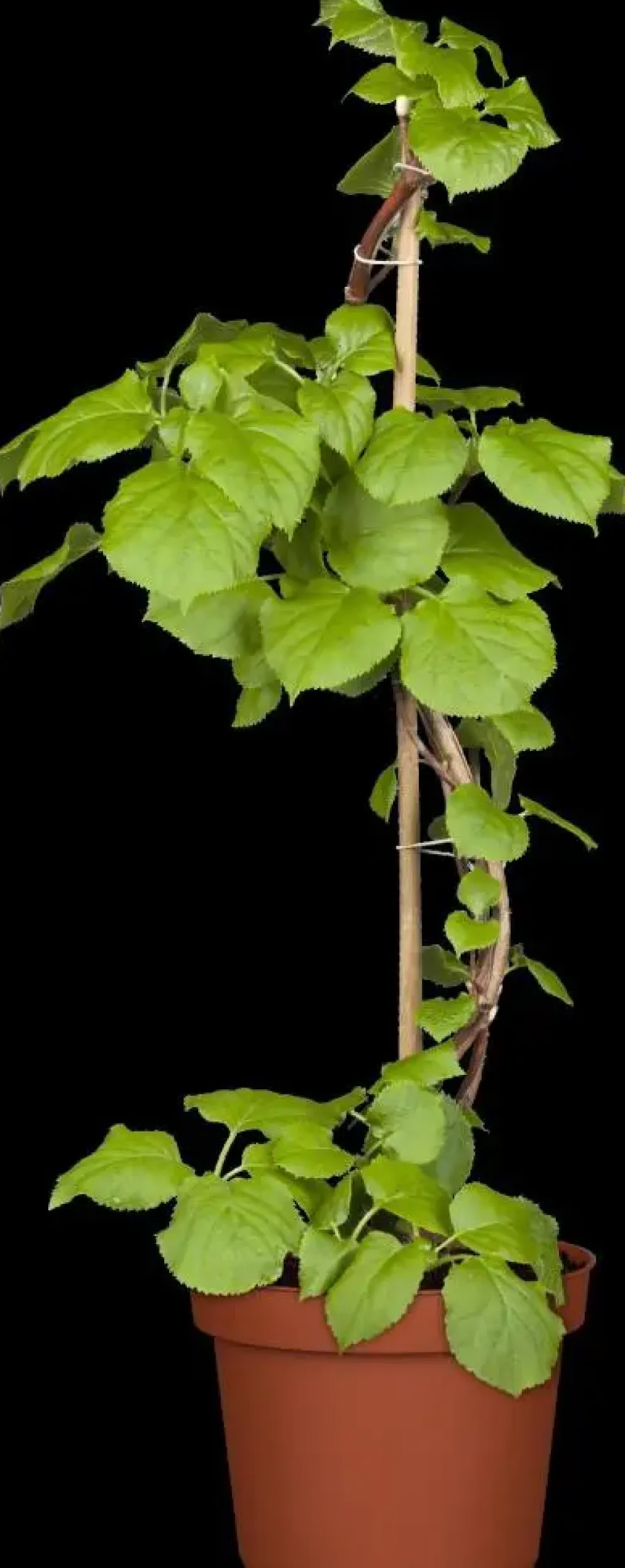 Hydrangea petiolaris (Hortensia)