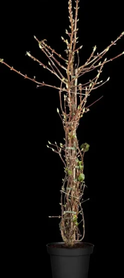 Hydrangea petiolaris (Hortensia)