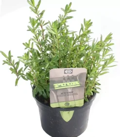 Hyssopus officinalis (hyssop) 15cm
