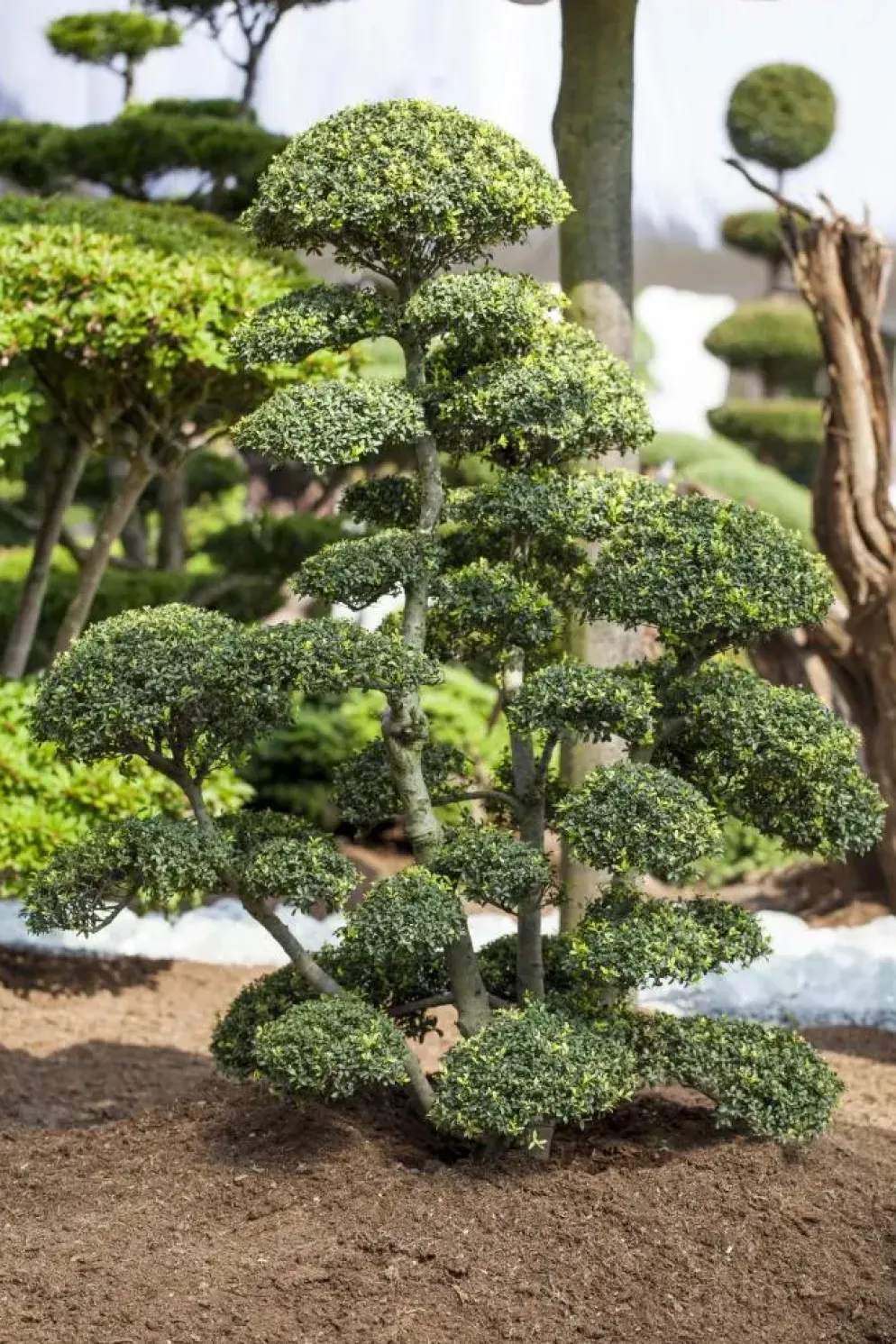 Ilex crenata, Bonsai (Japanse hulst)