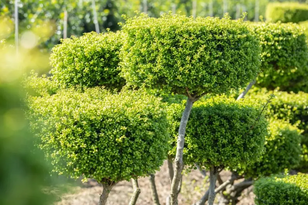 Ilex crenata, Bonsai (Japanse hulst)