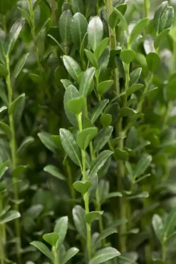 Ilex crenata 'Caroline Upright' (Japanse hulst 'Caroline Upright')