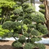 Ilex crenata (Japanse hulst)