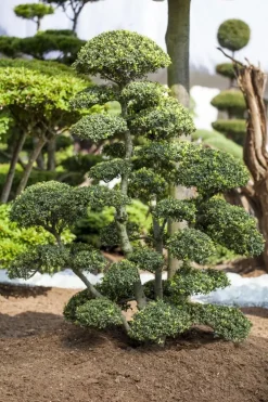 Ilex crenata (Japanse hulst)