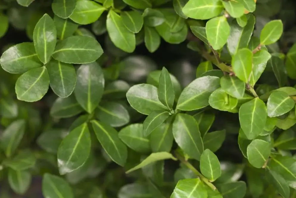Ilex crenata (Japanse hulst)