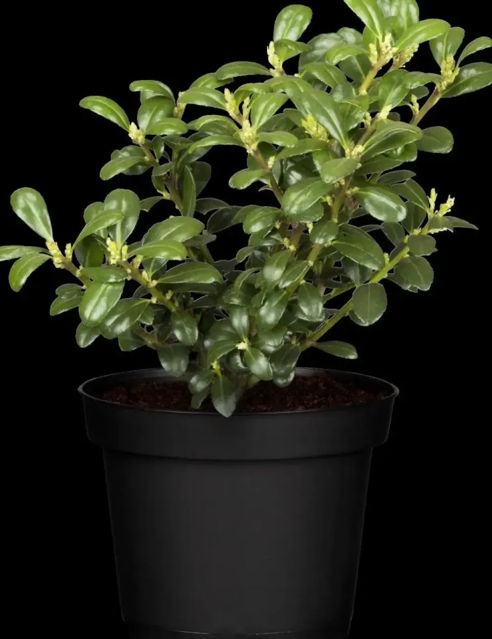 Ilex crenata (Japanse hulst)