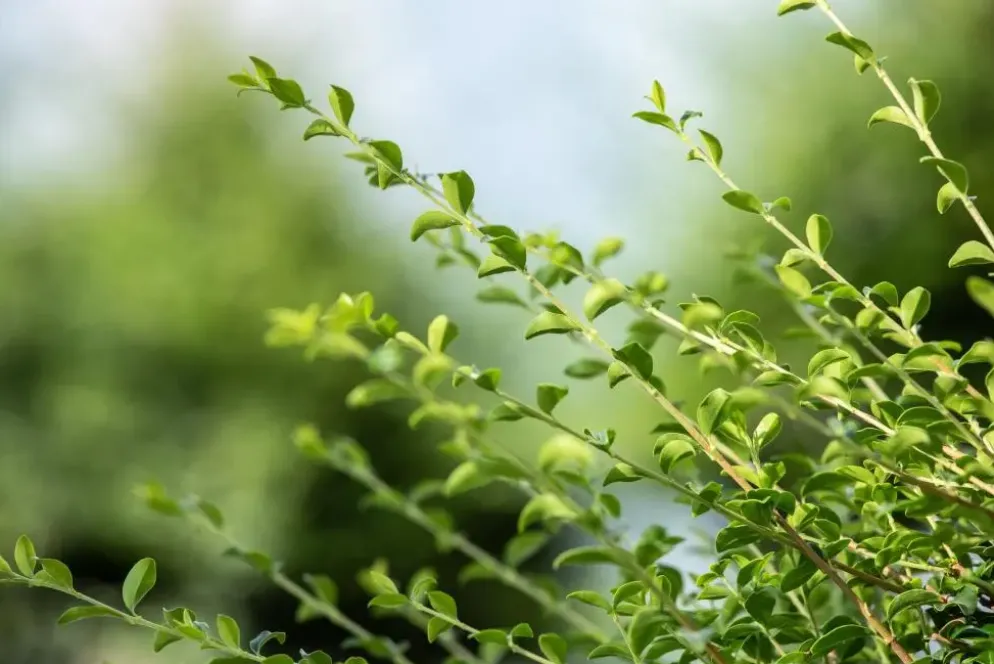 Ilex crenata (Japanse hulst)