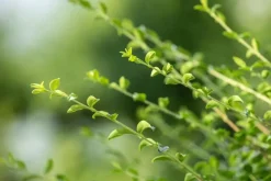 Ilex crenata (Japanse hulst)