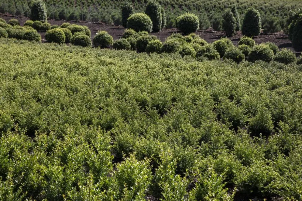 Ilex crenata (Japanse hulst)