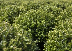 Ilex crenata (Japanse hulst)