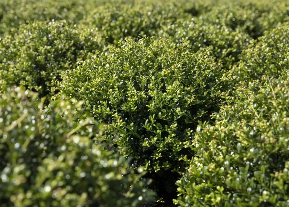 Ilex crenata (Japanse hulst)