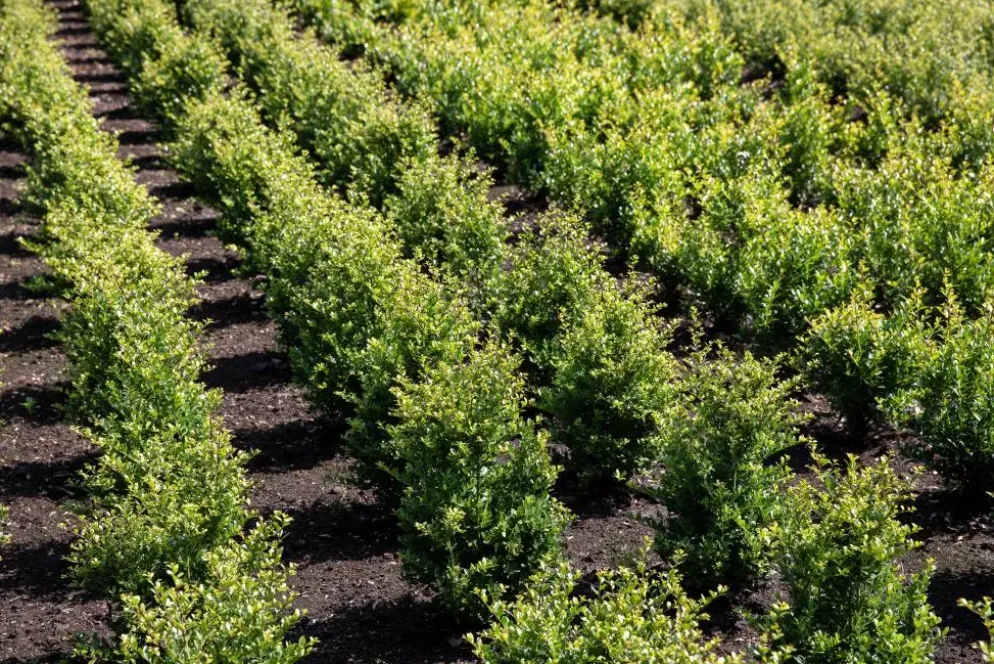 Ilex crenata (Japanse hulst)