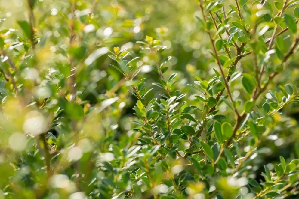 Ilex crenata (Japanse hulst)