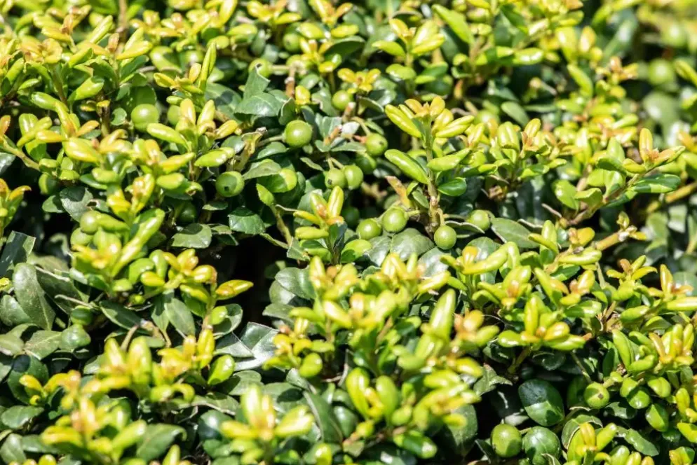 Ilex crenata (Japanse hulst)
