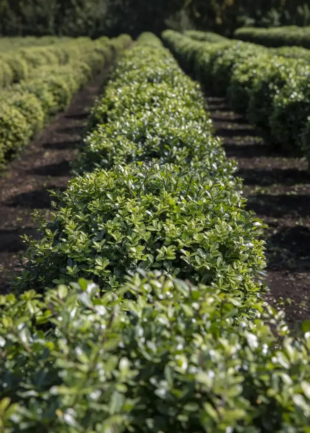 Ilex crenata (Japanse hulst)