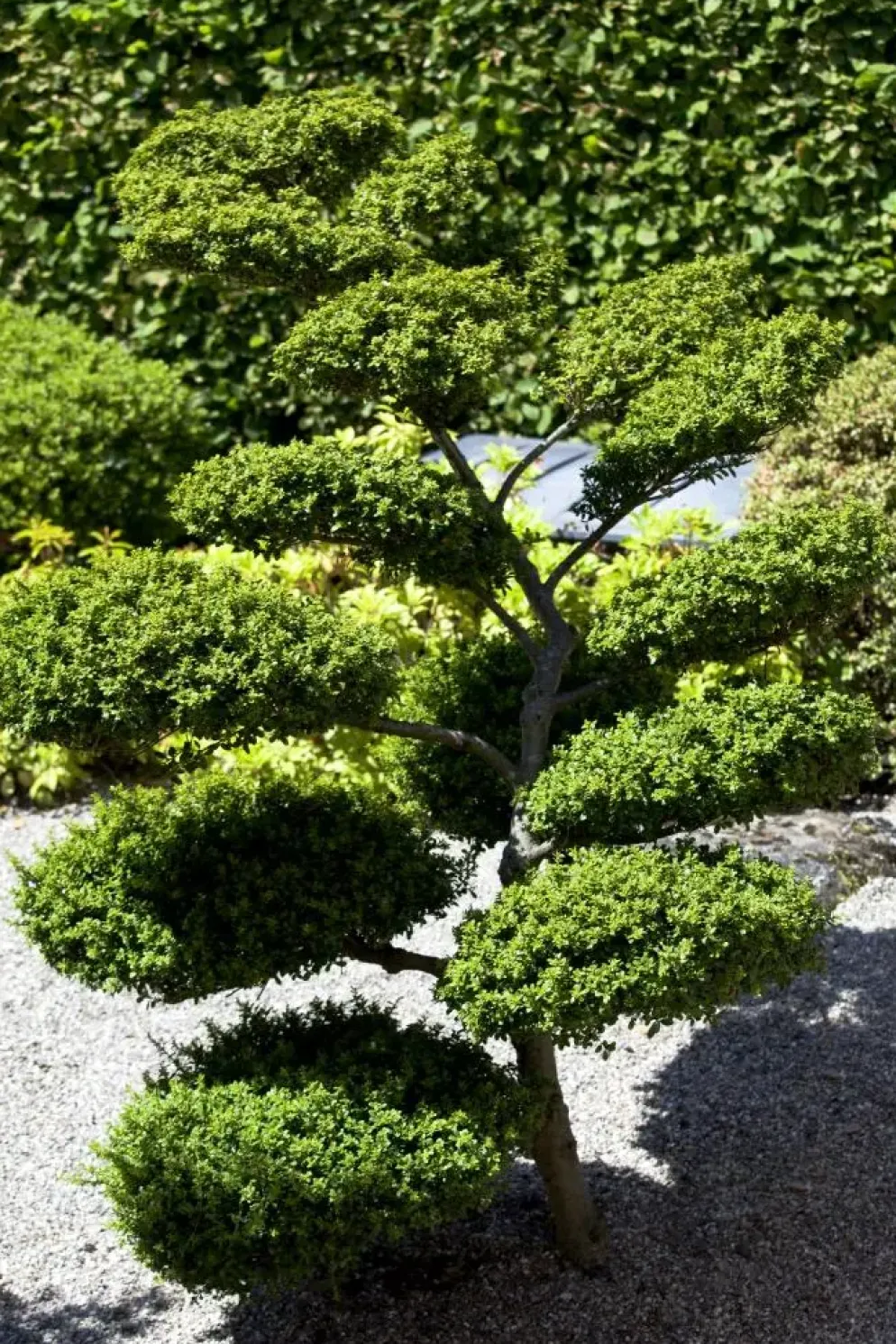 Ilex crenata (Japanse hulst)